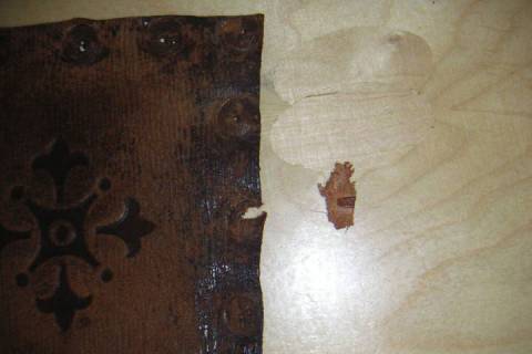 Stuhlrestauration - Stuhlpolsterungen - Bild: A2